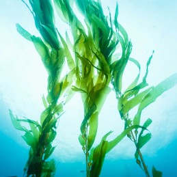 Sexshop & boutique érotique en ligne | Désir Sensuel, Nuru Gel